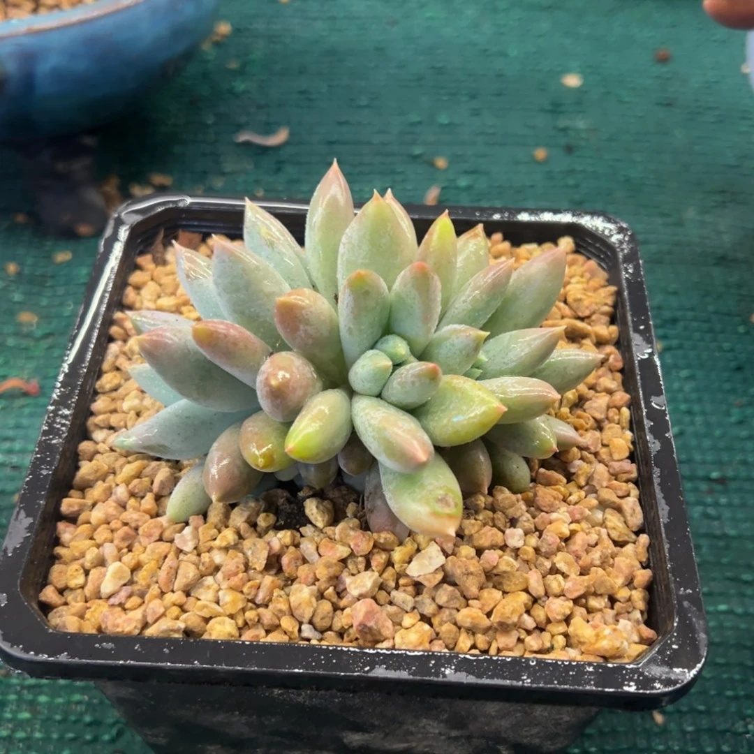 哥特群五头，，，，，，，，，