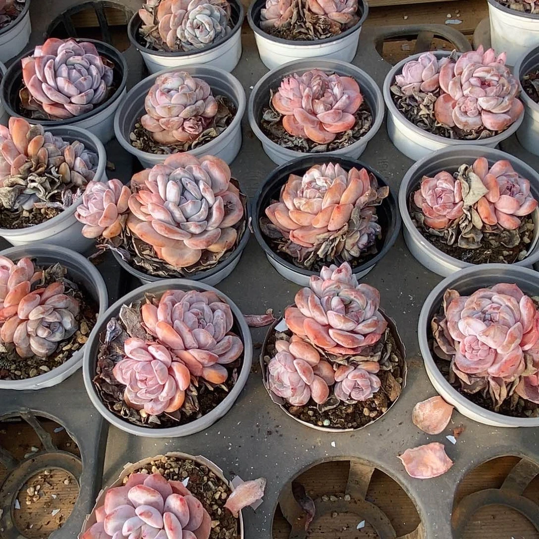 金汇园艺，星影梦露混发