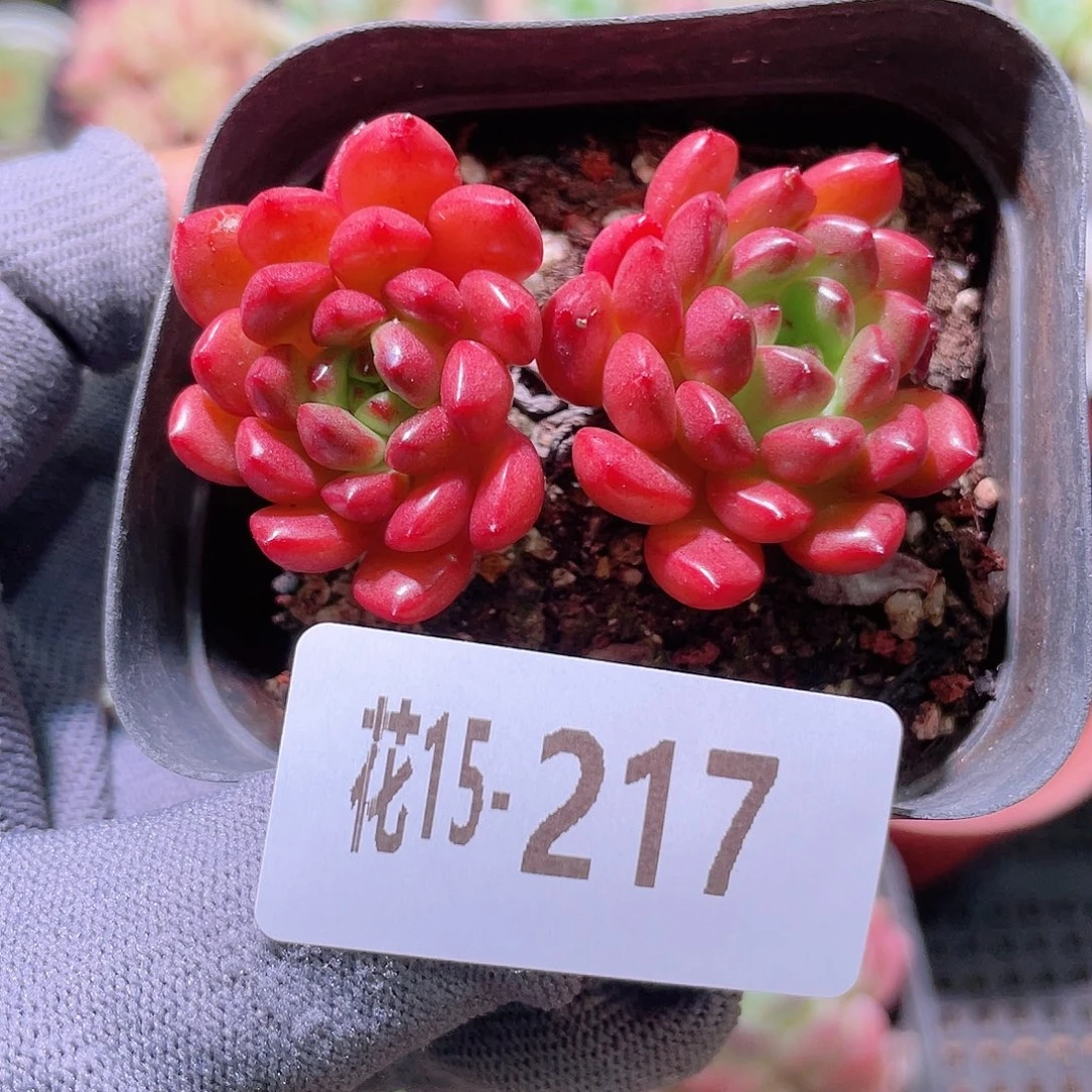 花利美15-217红宝石