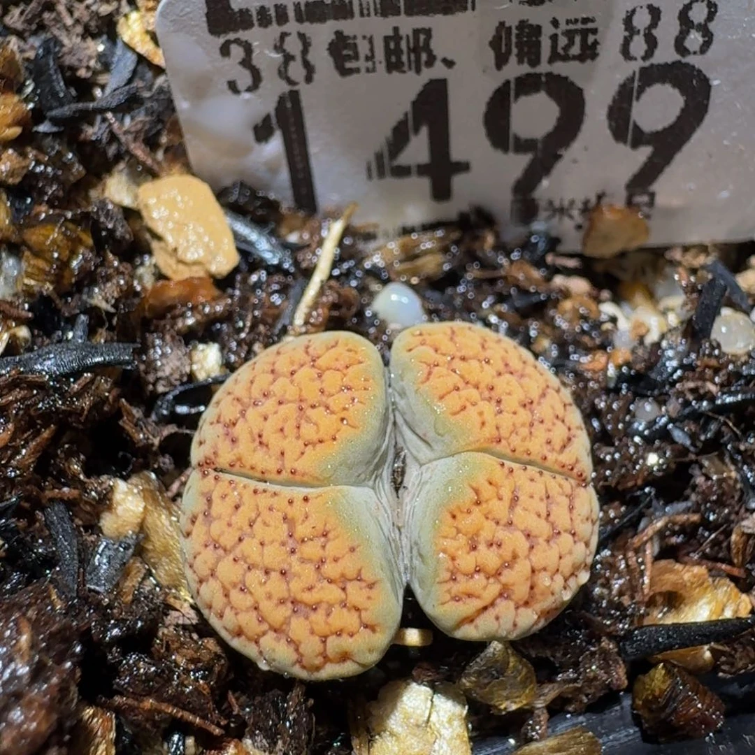 zzzz生石花肉锥1499德州