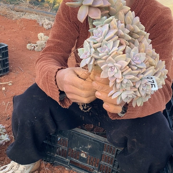 975 淡雪缀 一物一拍