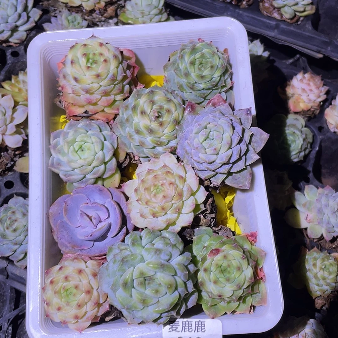 069。  十颗带筐。