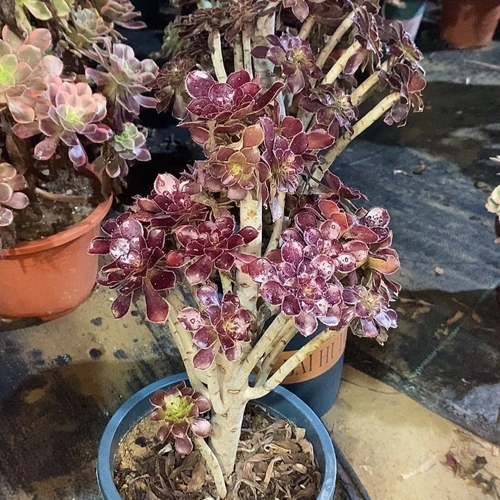 黑法多肉植物023