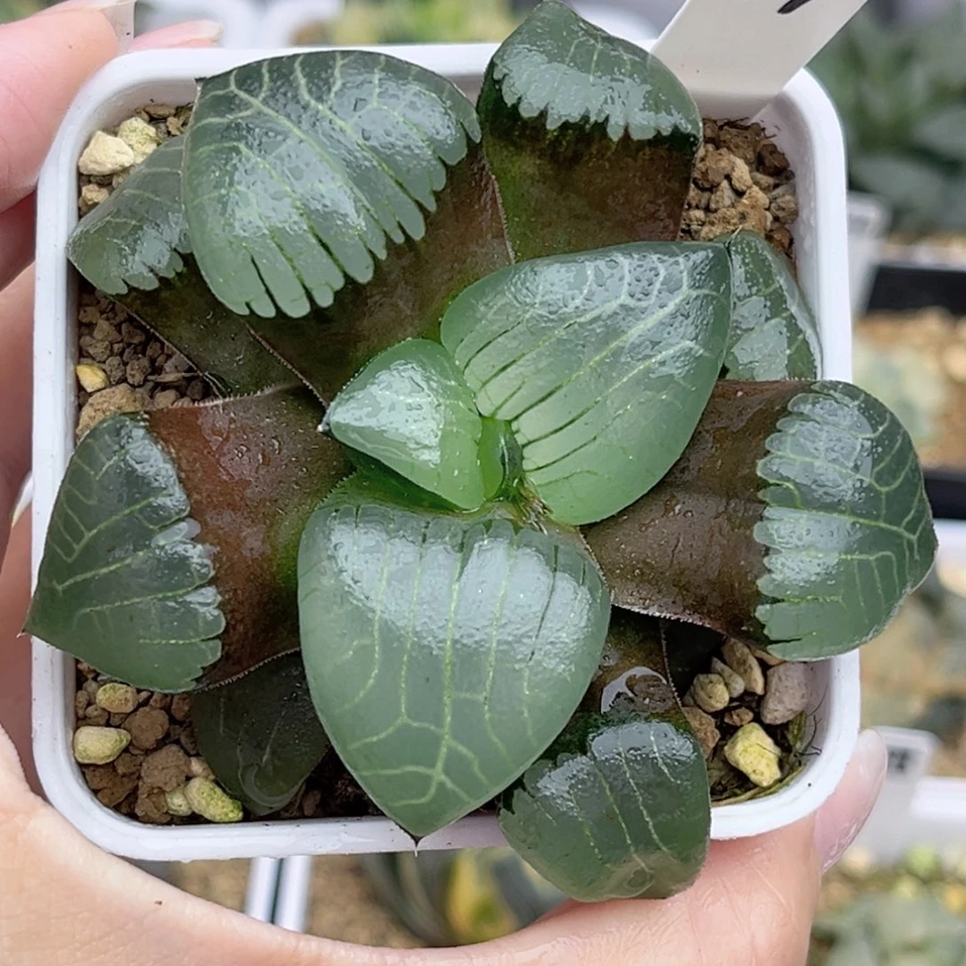 17实生克福利专场