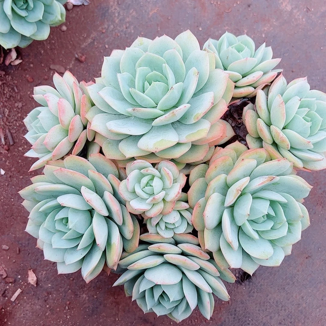 果冻恋曲多头群生老桩