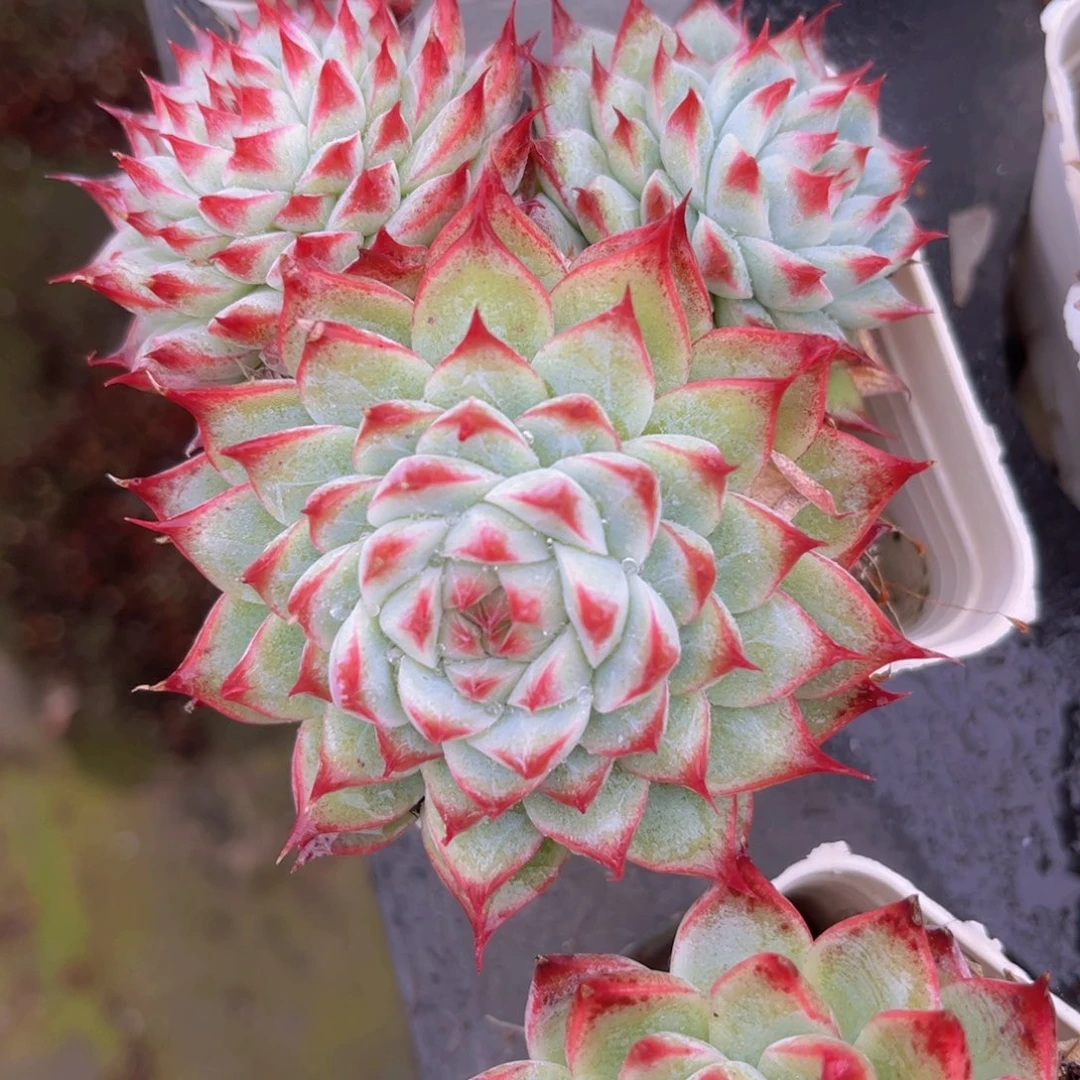 桃夭仙子10公分99999999