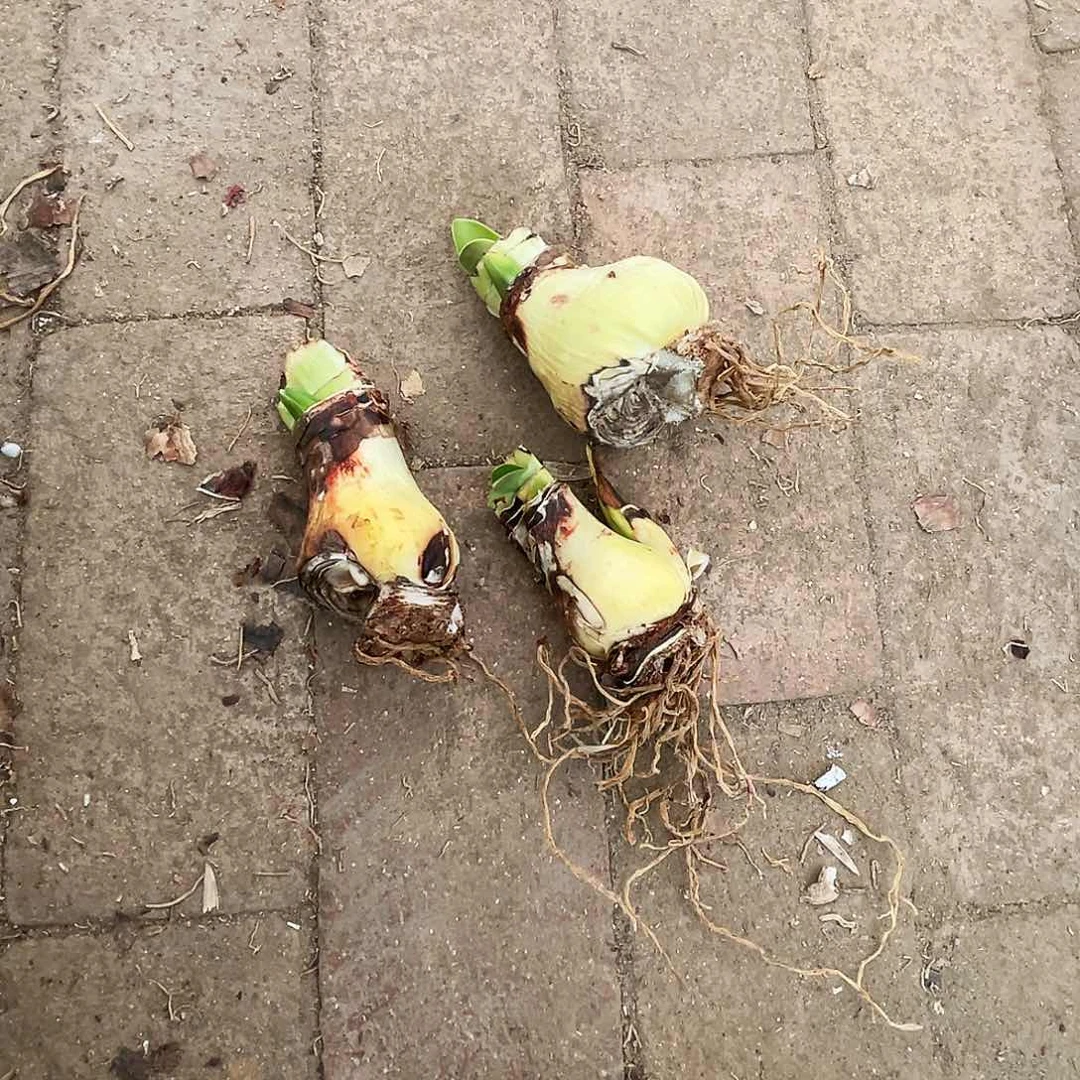 维加斯重残次三个