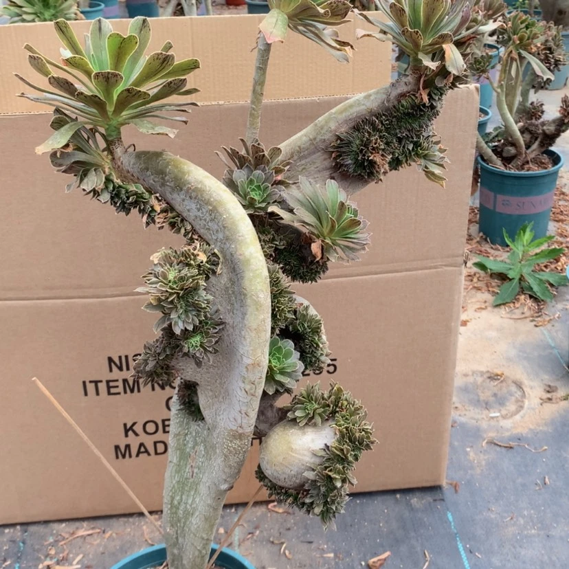 【闪购商品】特价微瑕不售后053