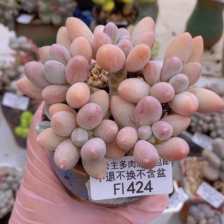 香水手指奶9cm424多肉植物