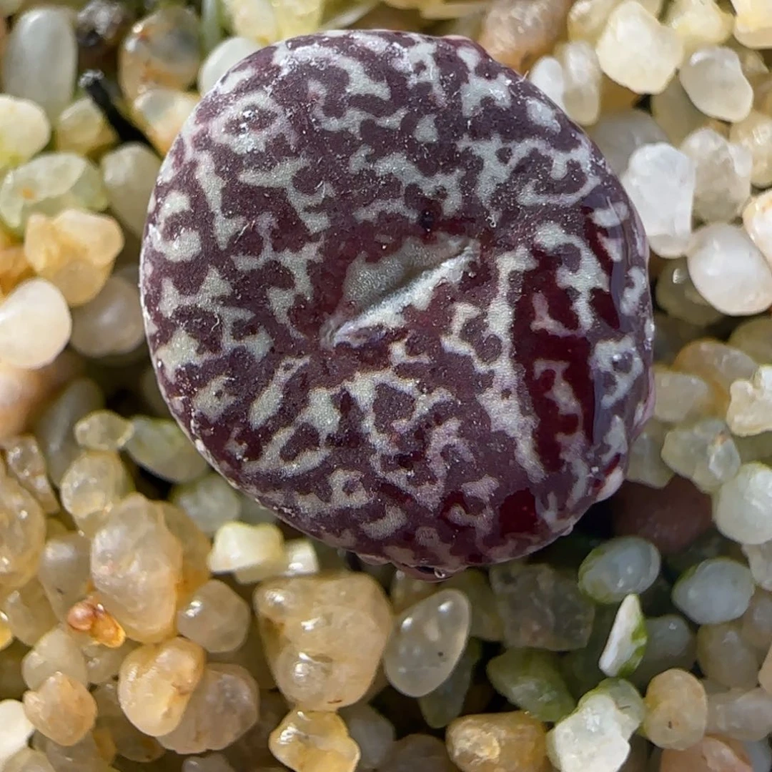 1.28多肉新年大福头超墨126号