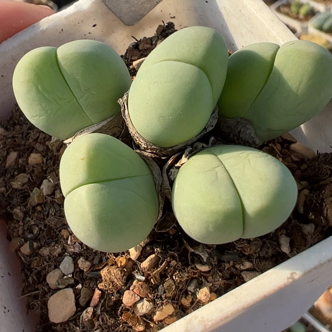 031多肉植物盆栽植物