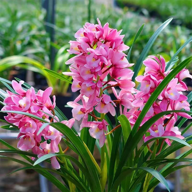 红粉佳人 大花蕙兰 花大色艳浓香型 好养活勤开花