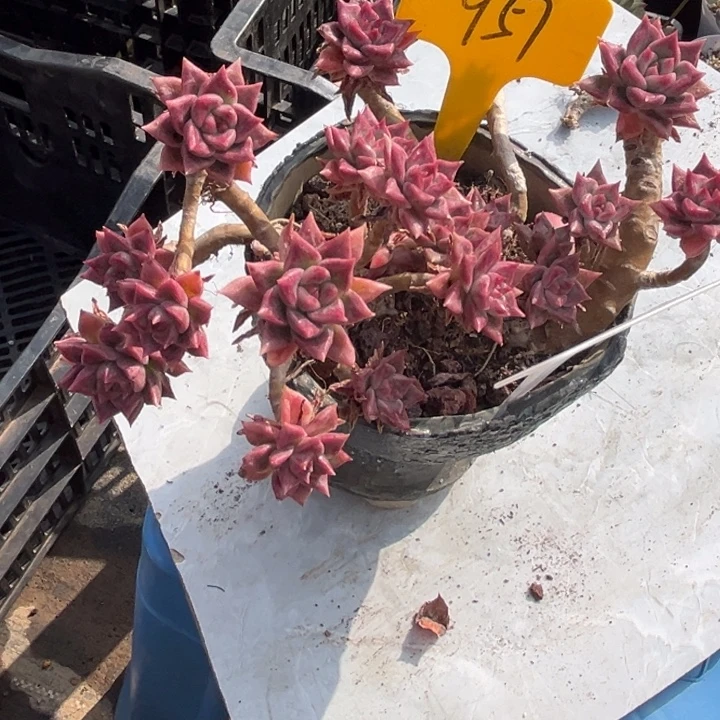 957 0000000000000000