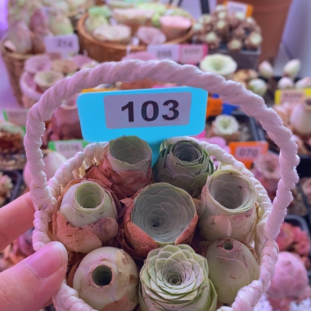 山地玫瑰一物一拍103