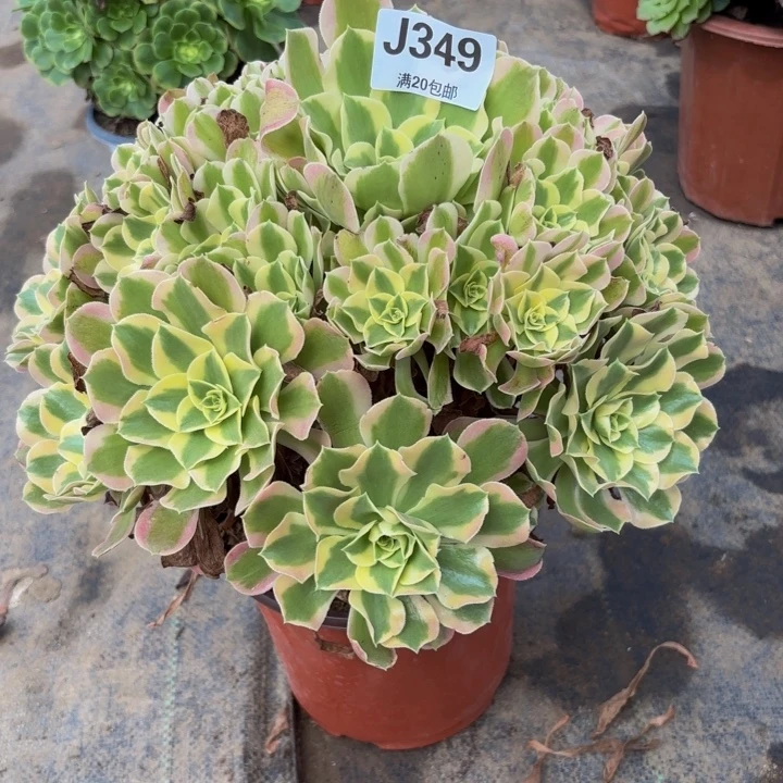 瑞妈多肉园艺349叶罗莎