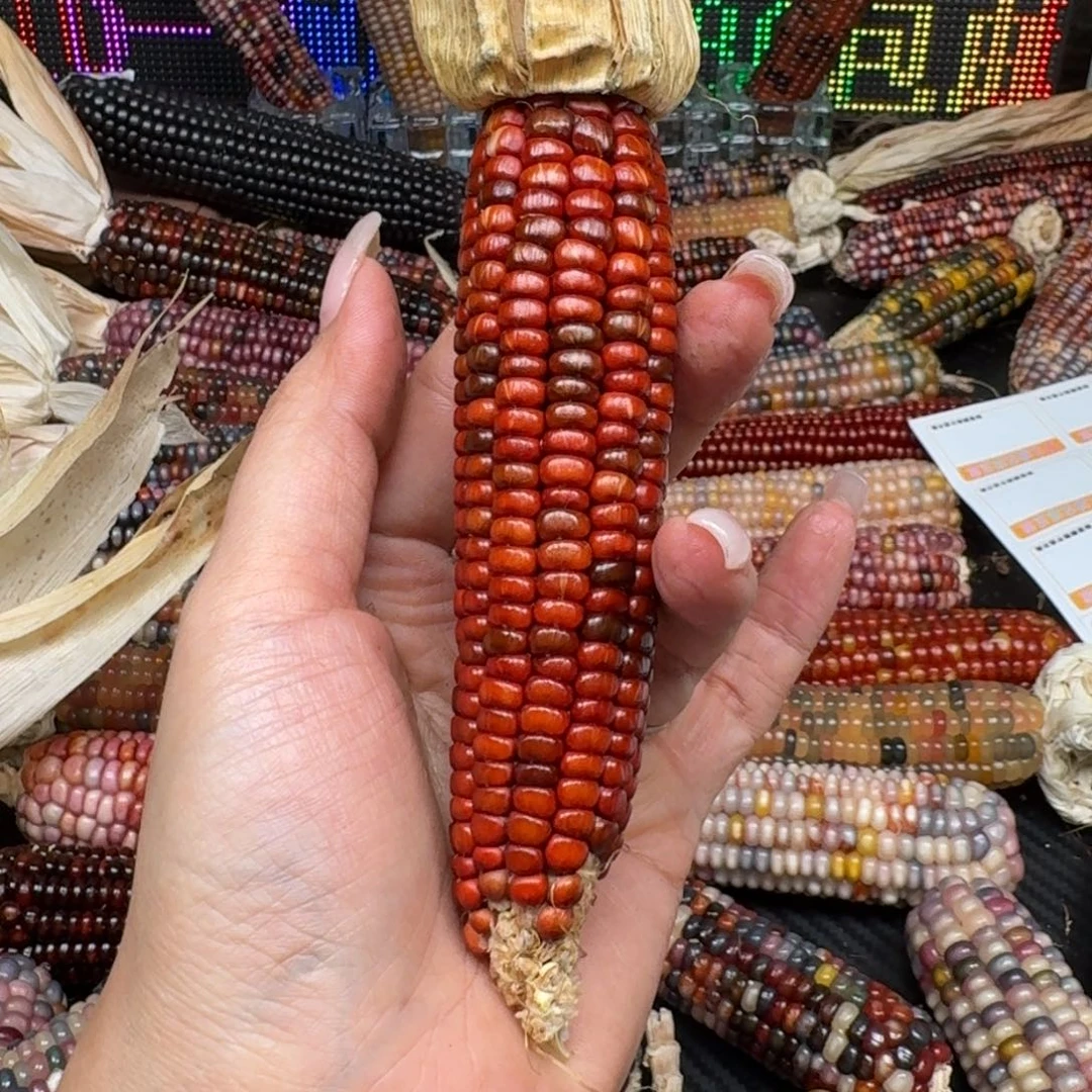 柏香籽/百香籽吊坠凌***油