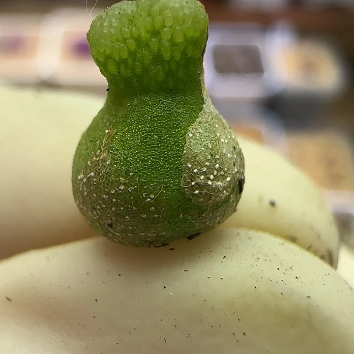 931园艺优选小葫芦