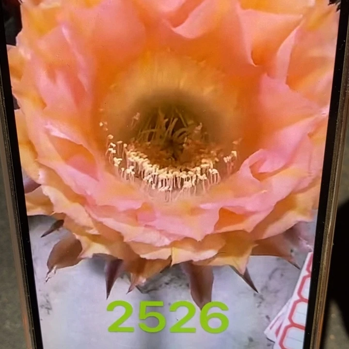 香香2526侧芽4公分左右