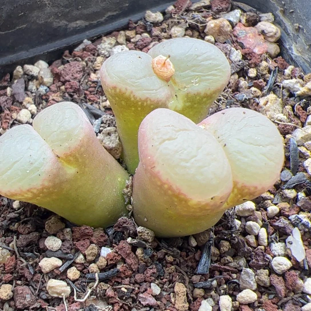 大家过年好22282