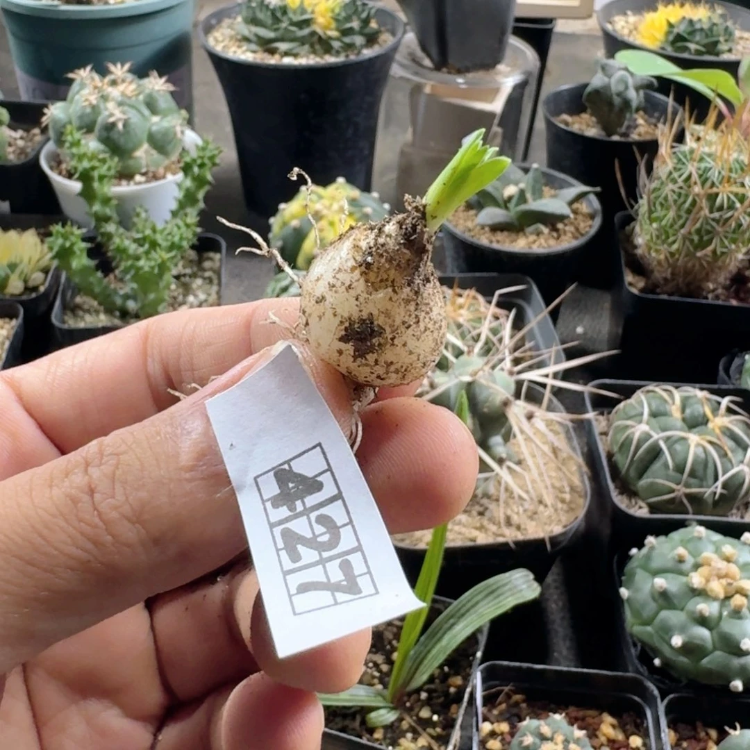 427宽叶弹簧草脱土发货