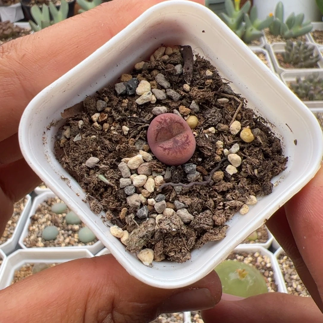 9.24毛杂多肉植物248
