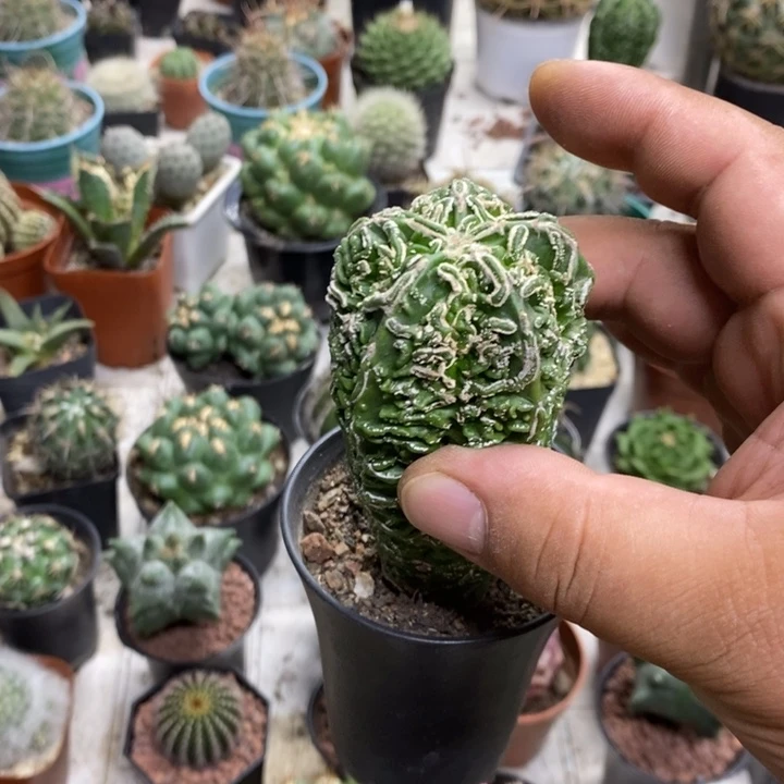 实生核桃特价福利