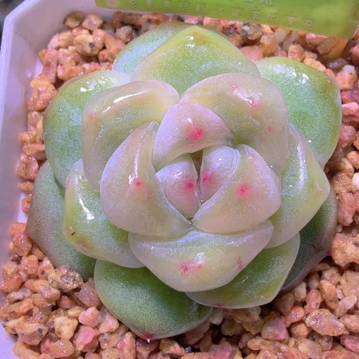 优选刚毅开播福利特