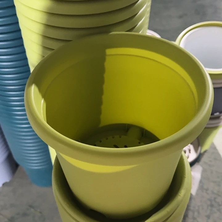 四季4号果绿无托10个特价