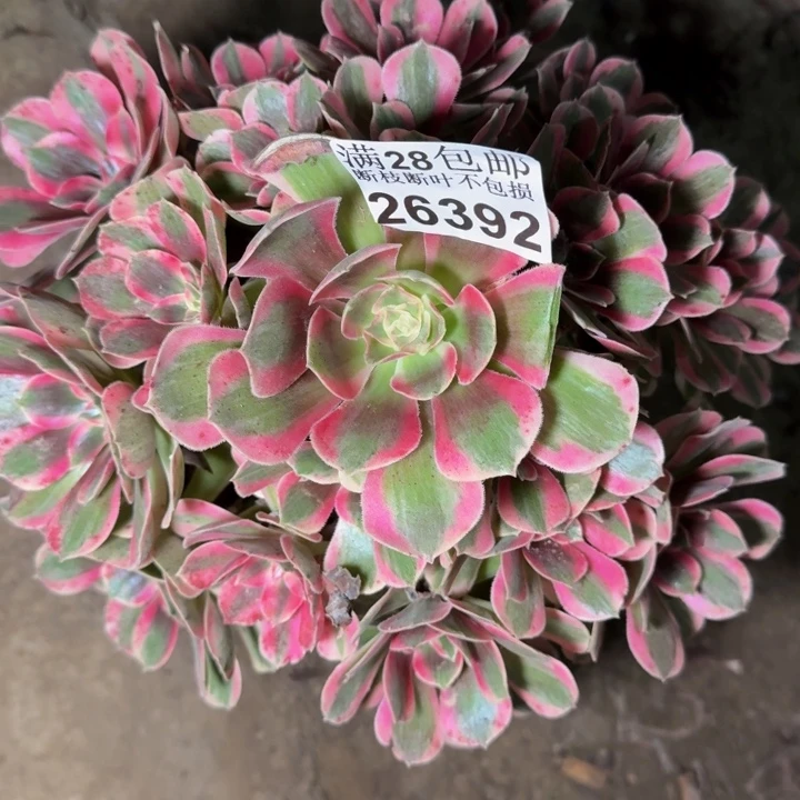 26392女郎不包断枝