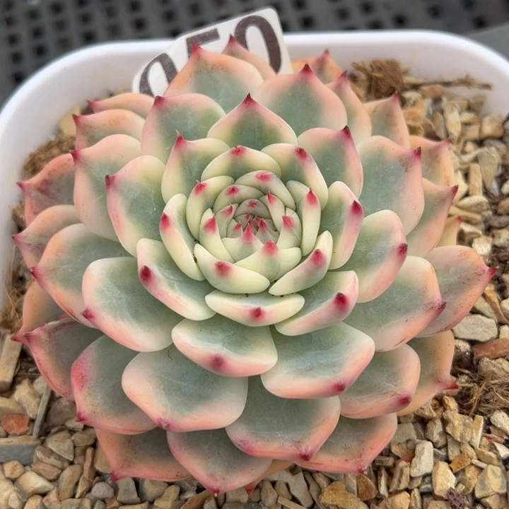 吉娃娃锦一物一拍锦龙