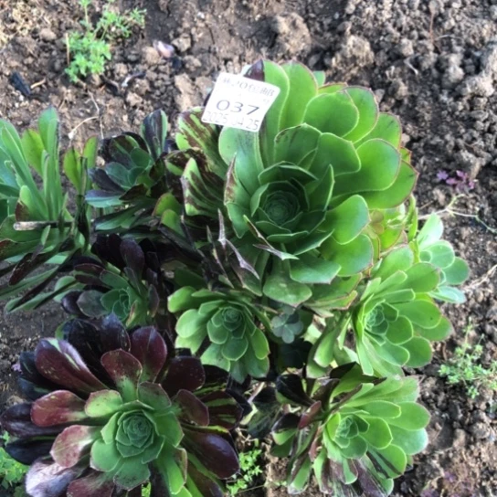 4.25-37圆叶花脸多肉植物