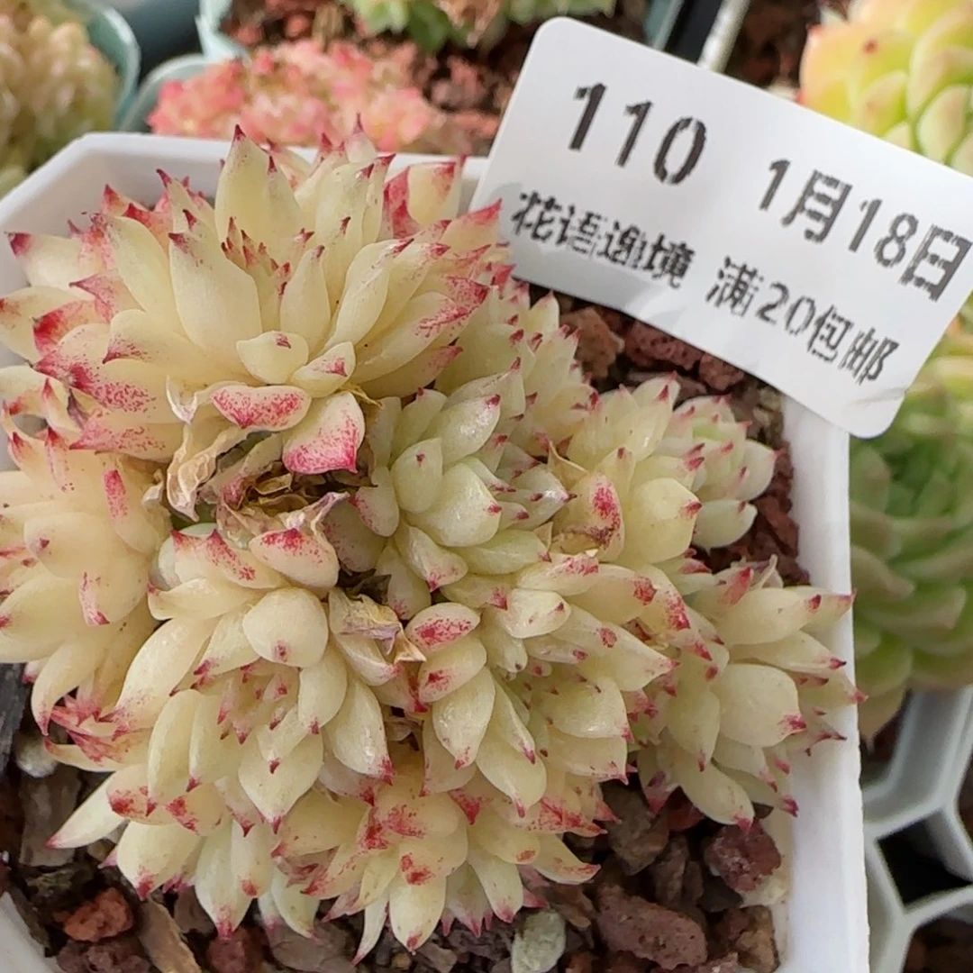 花语逸镜0118-110x c j