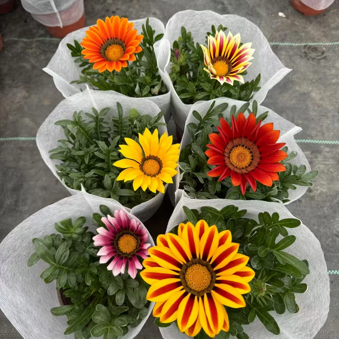 勋章菊耐寒耐暴晒四季开花盆栽地栽