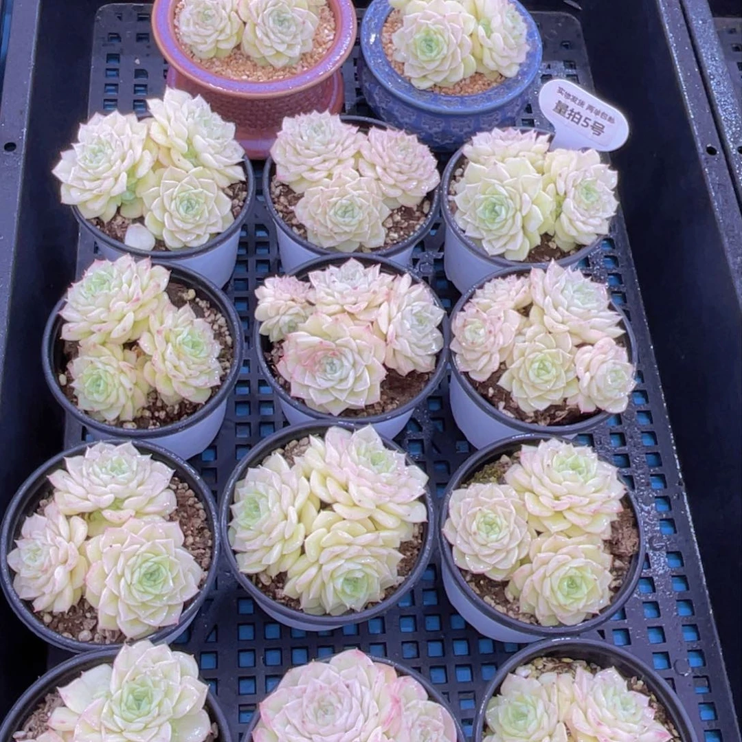 量拍5号果冻珍妮白天鹅群一个