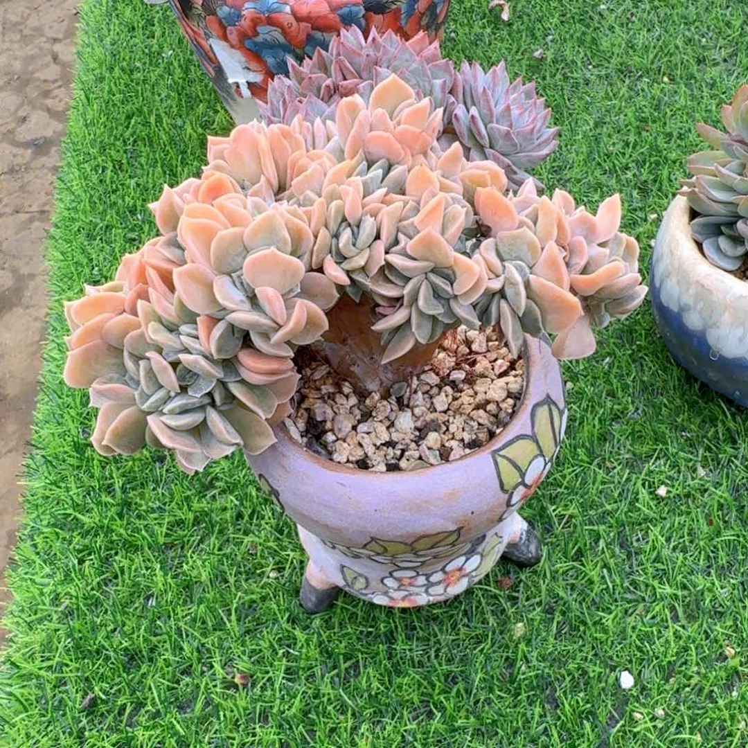 Biu缇姐姐哈利沃森小树