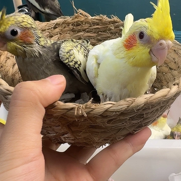 玄凤鹦鹉/鸡尾鹦鹉