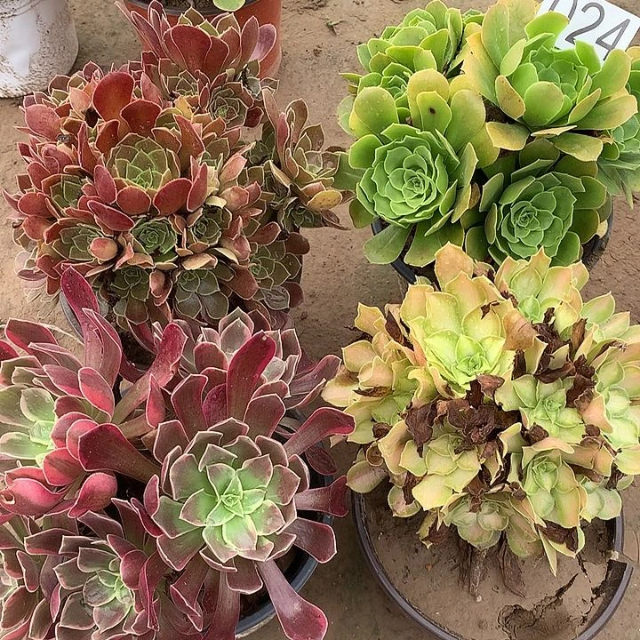 无花朵024四颗多肉植物组合