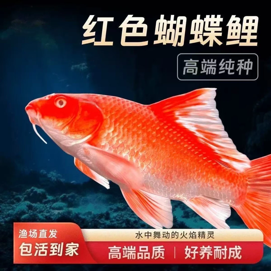 台湾纯种蝴蝶橘红色火红冷水鱼普身观赏鱼贵妃蝴蝶锦鲤大尾巴