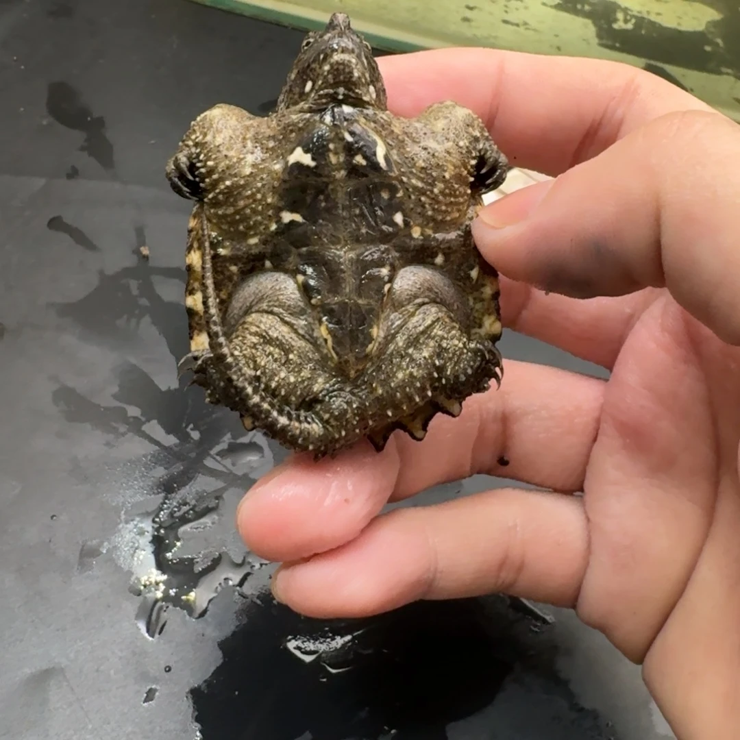 小鳄龟不分公母QQ