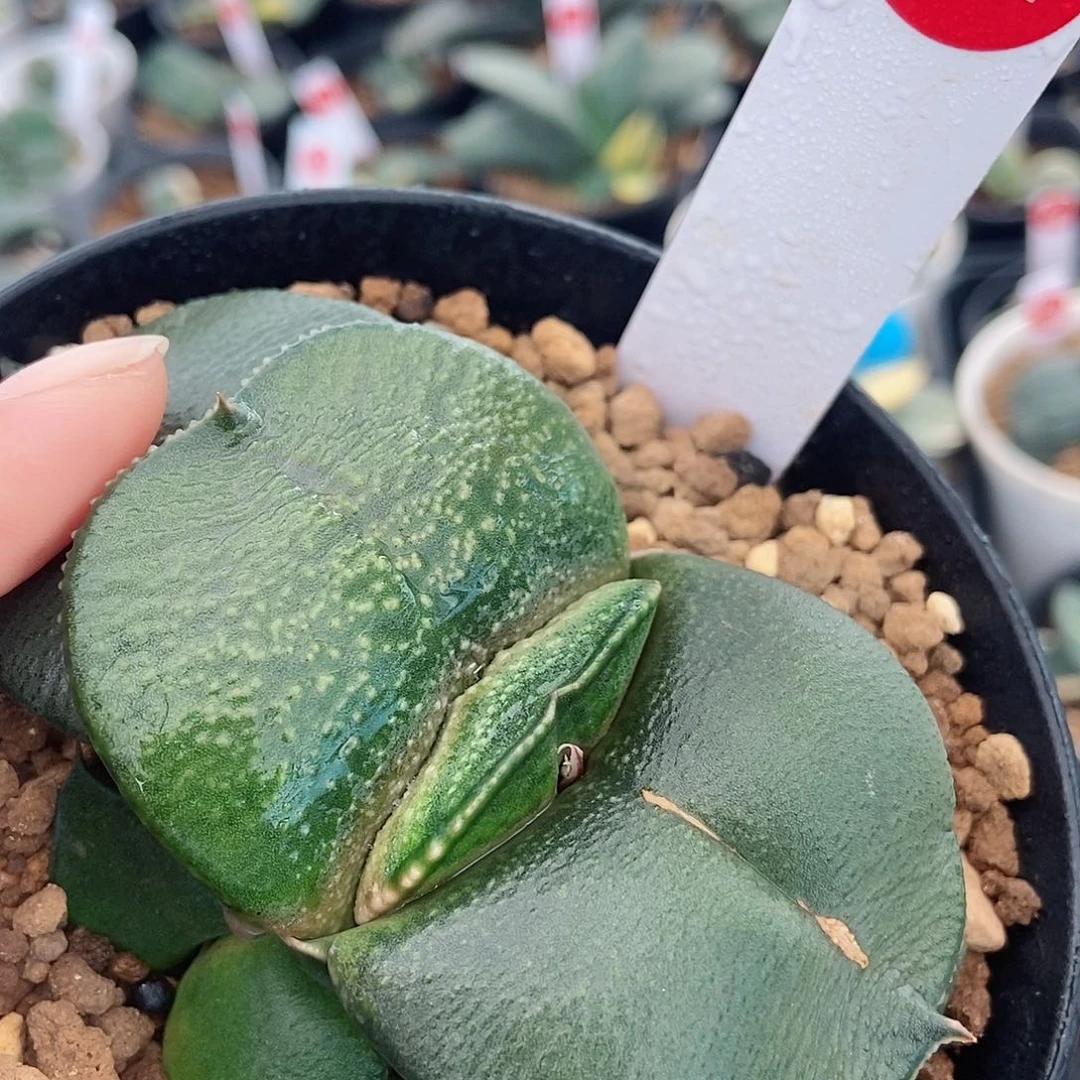 431卧牛实生大宽短叶形带盆发货