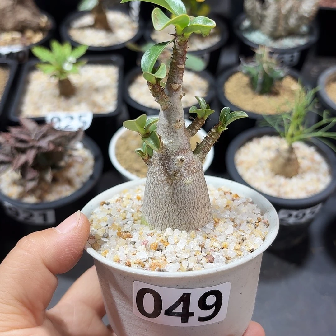 哈****49哥斯拉紫皮沙玫