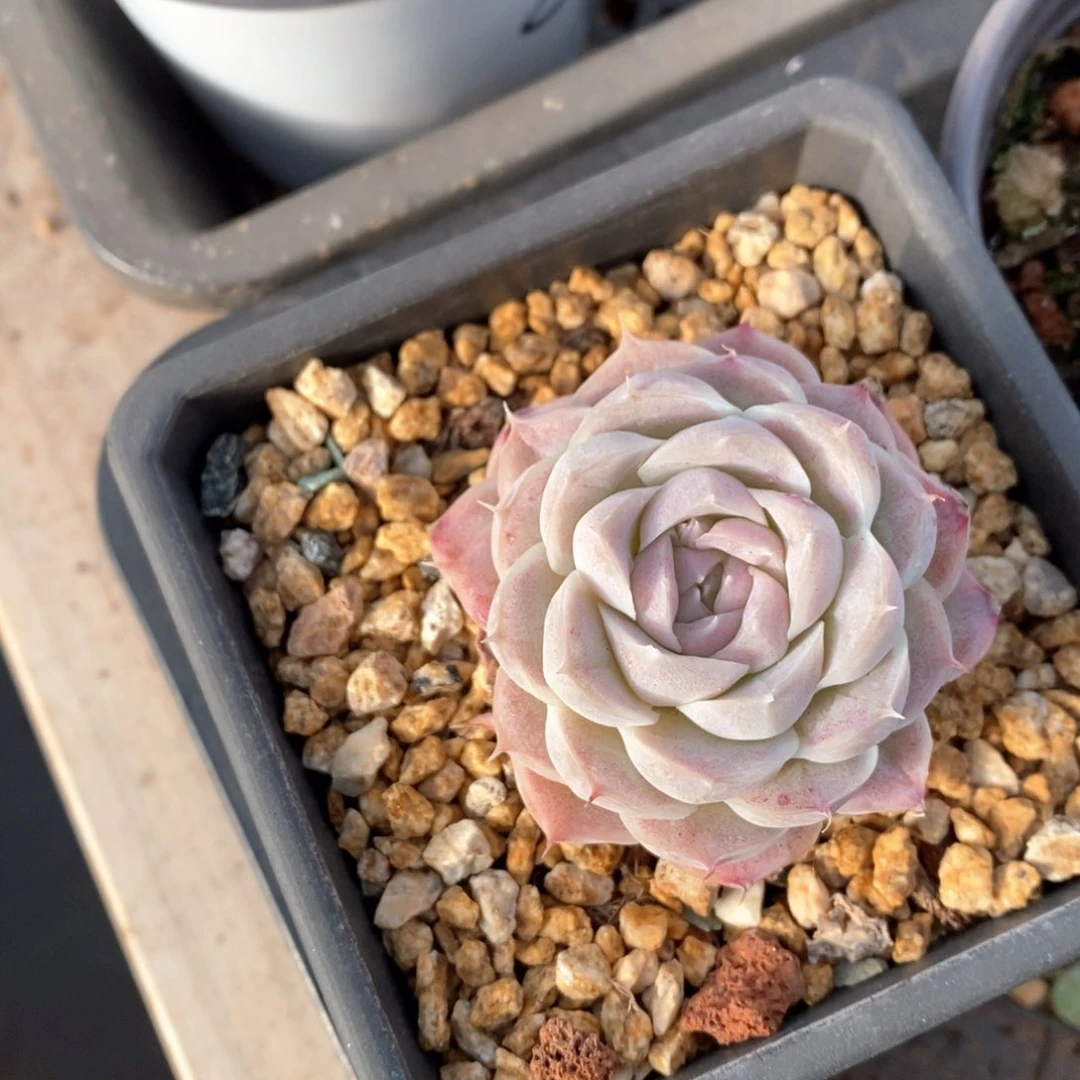 精品多肉一物一拍185