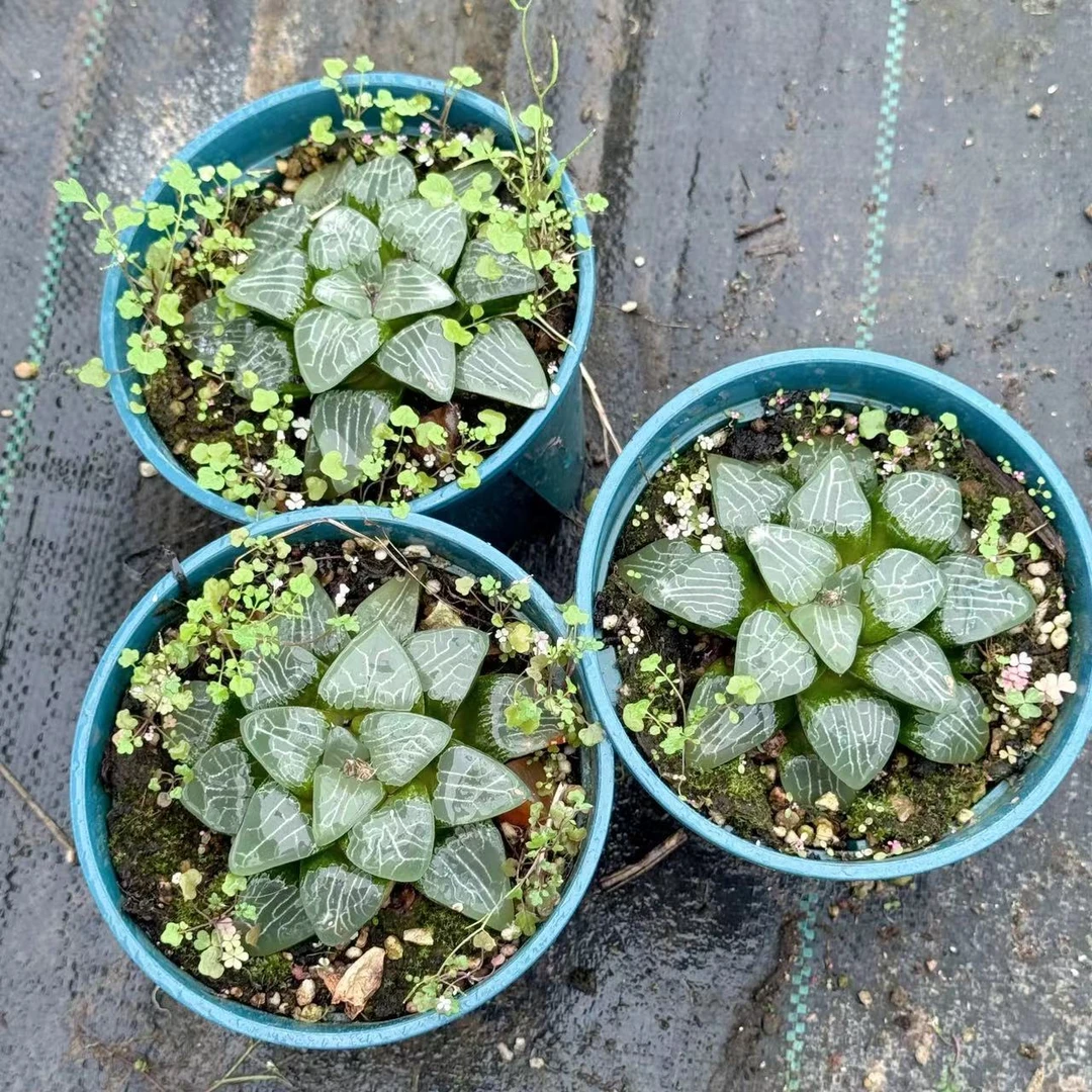 瑕疵加仑盆月影玉露多肉植物一颗