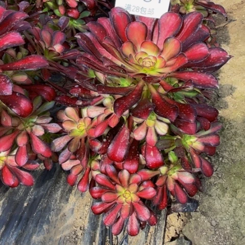 魅力多肉多肉8351