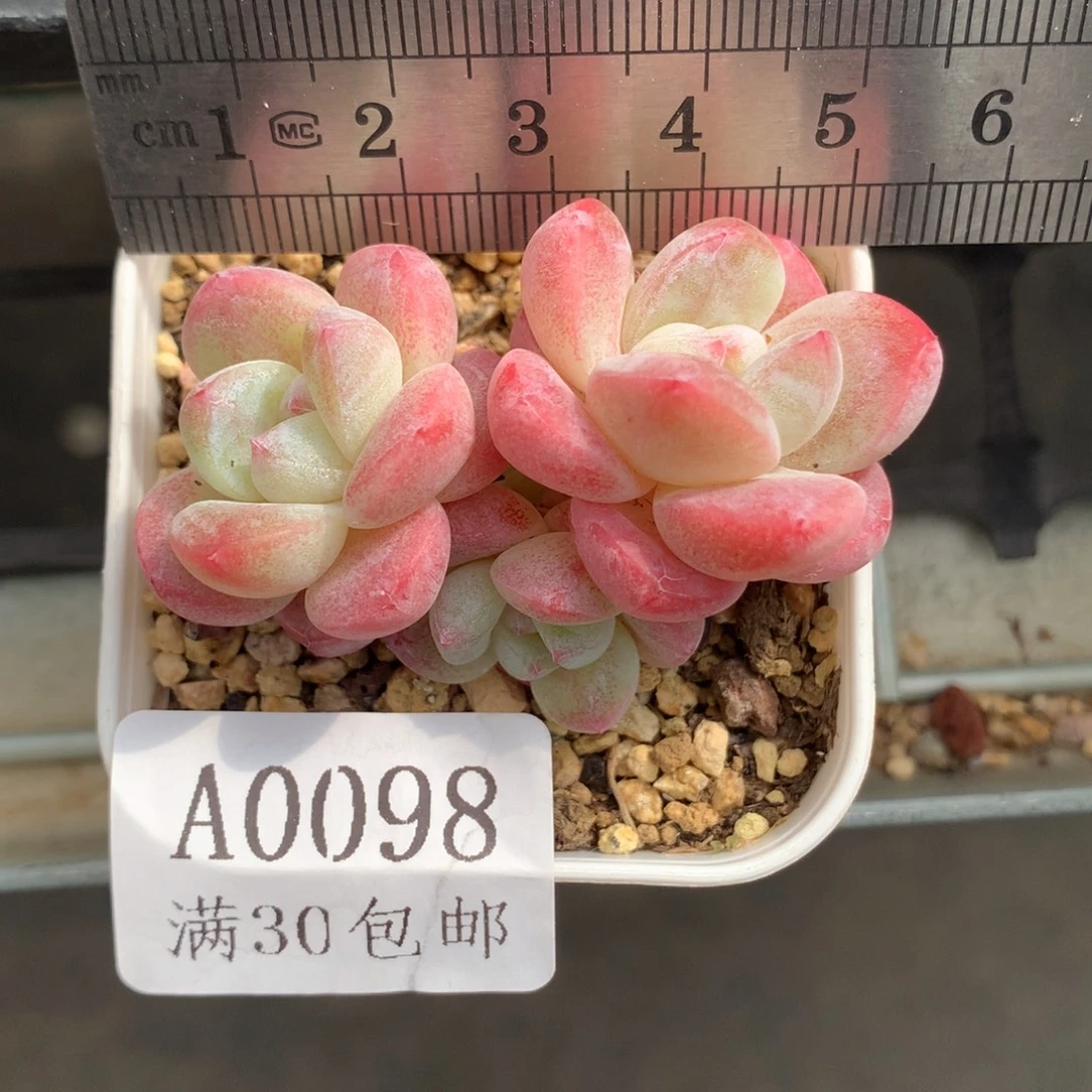 98。带崽四头糖心冰玉。