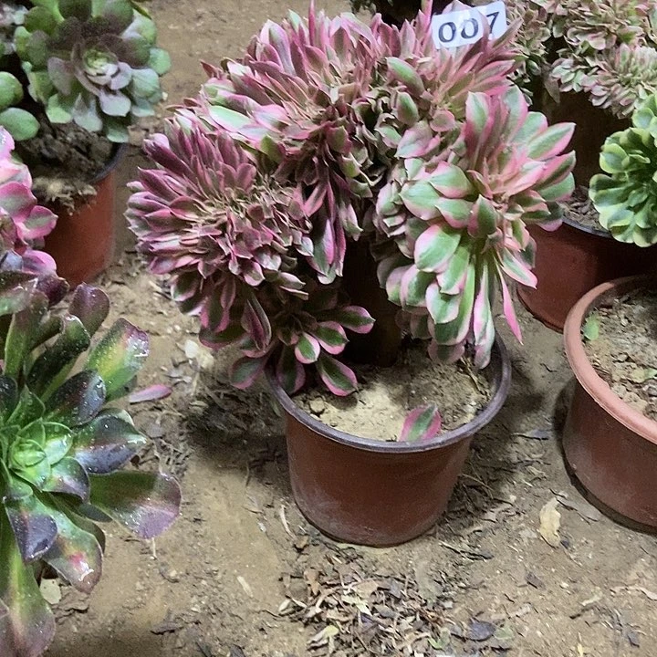 007粉女巫老庄缀化特价