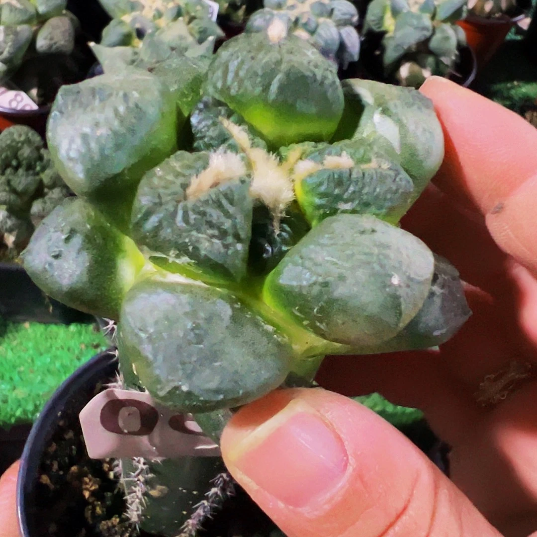 无花朵福利光面连山牡丹082