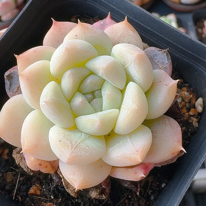 千**丝多肉植物一物一拍