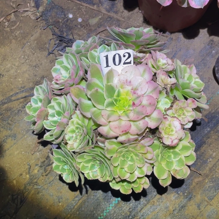 西施多肉植物多肉102