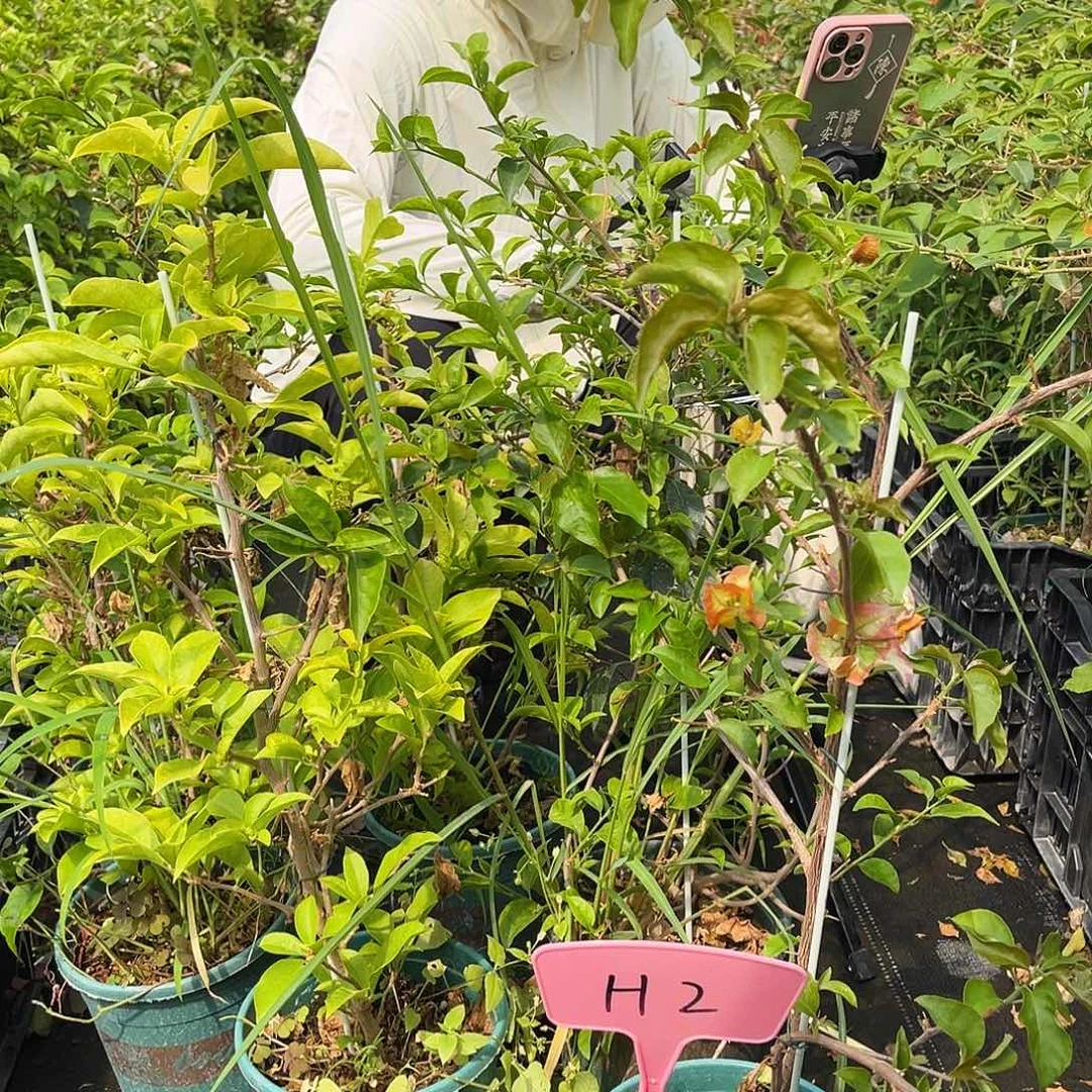 大部分花苞少量开放三角梅一颗H2